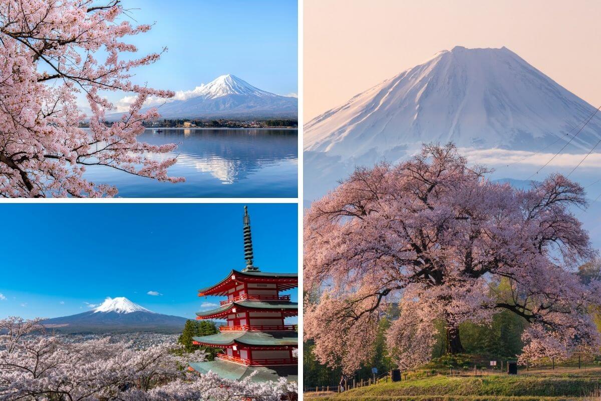 milocal japan sakura mt fuji trip