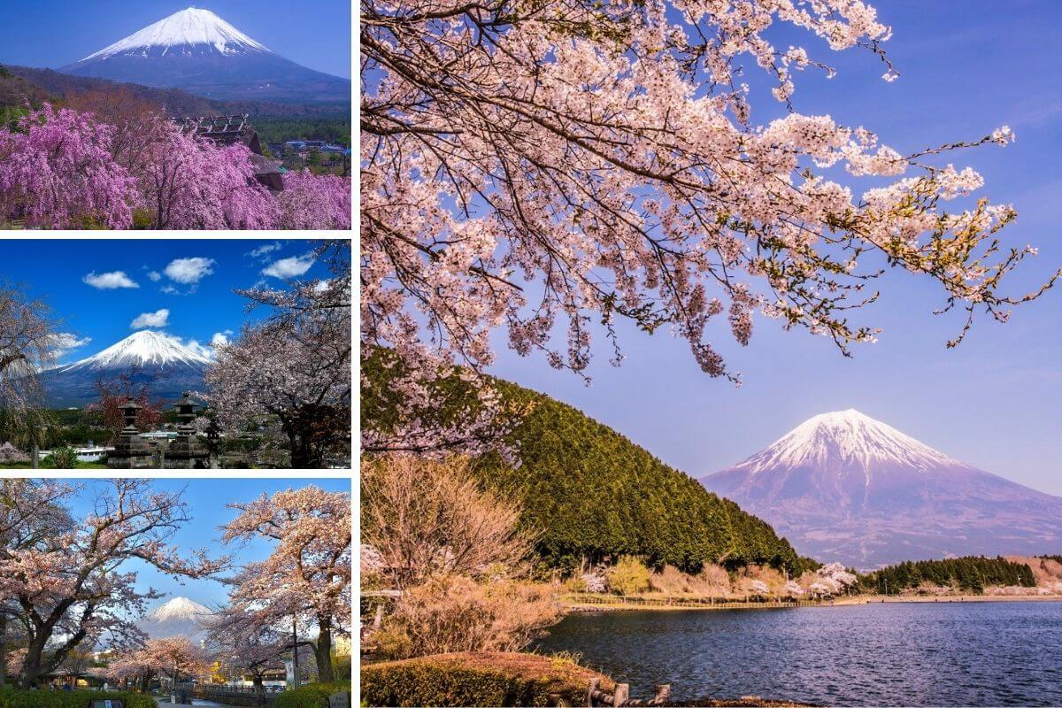 milocal japan sakura mt fuji trip