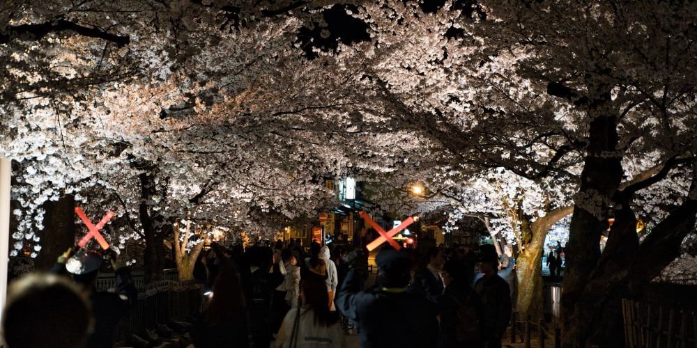 什麼是賞櫻?日本櫻花傳統完全指南(附新手指南)