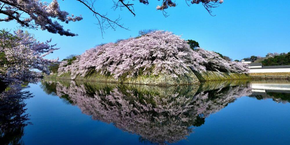 關西必訪五大櫻花名城｜春天日本最夢幻的賞櫻行程