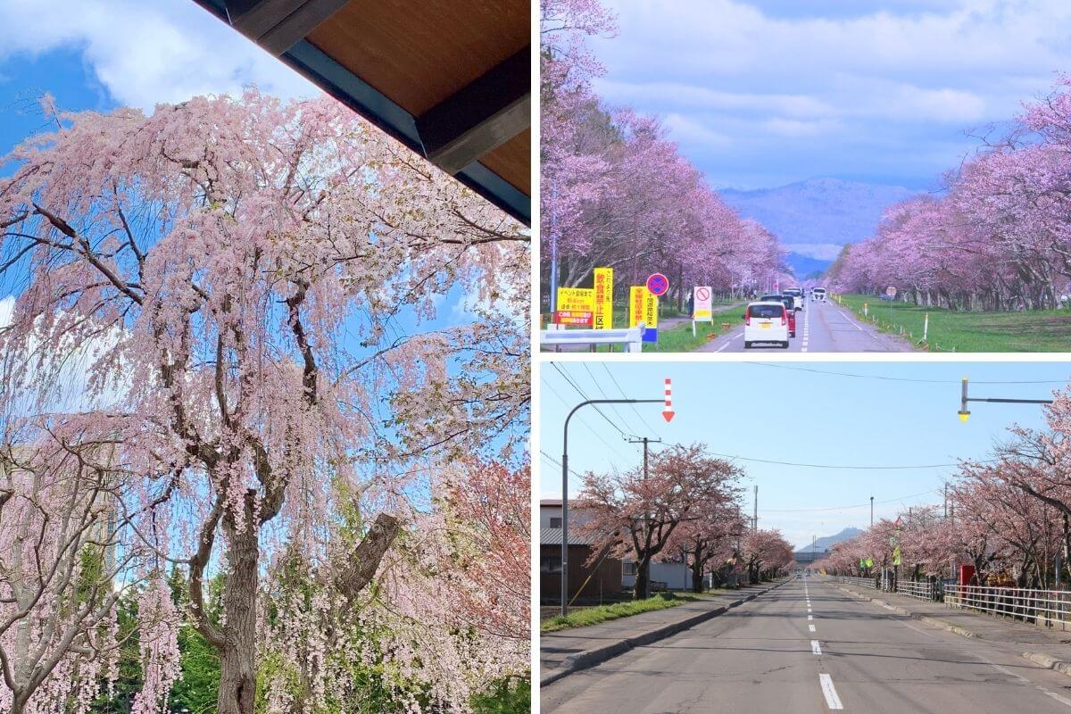 北海道賞櫻攻略(日本)— 2026 春季必訪 7 大櫻花名所