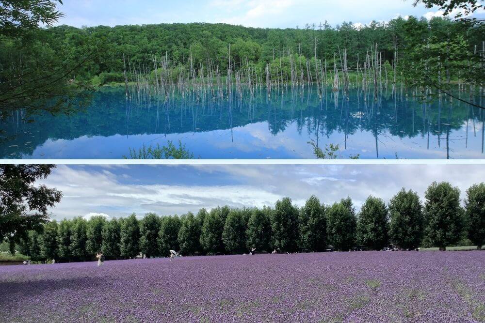 🌸 解鎖富良野與美瑛的花海密碼