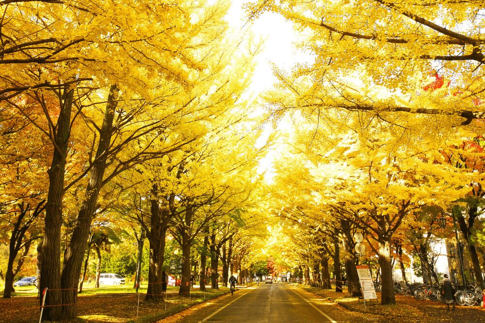 hokkaido university