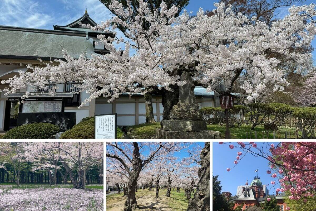 Where to See Cherry Blossoms in Hokkaido (Japan) — 7 Best Sakura Spots for Spring 2026