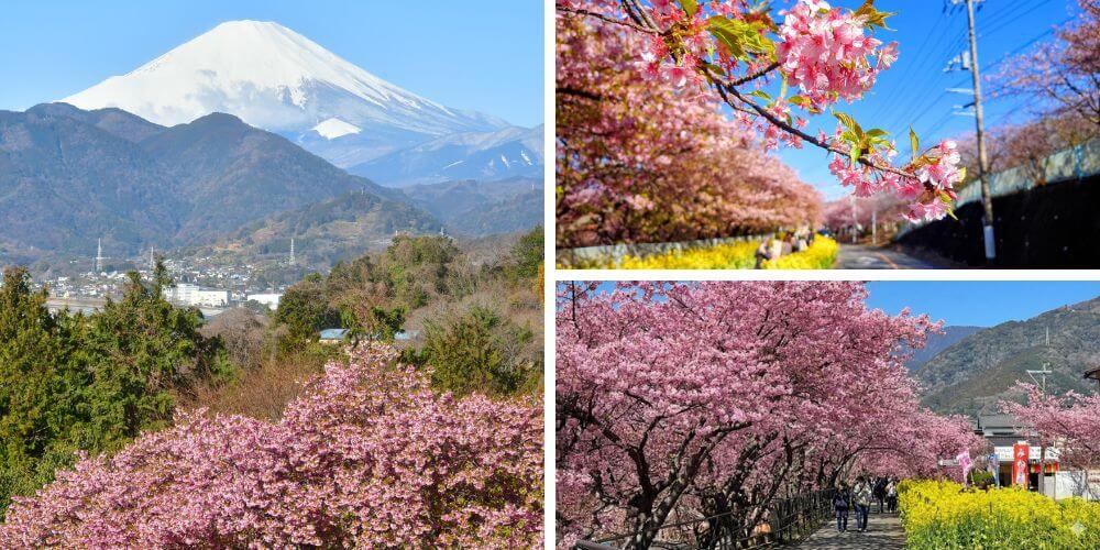 The Top 3 Early Sakura Spots