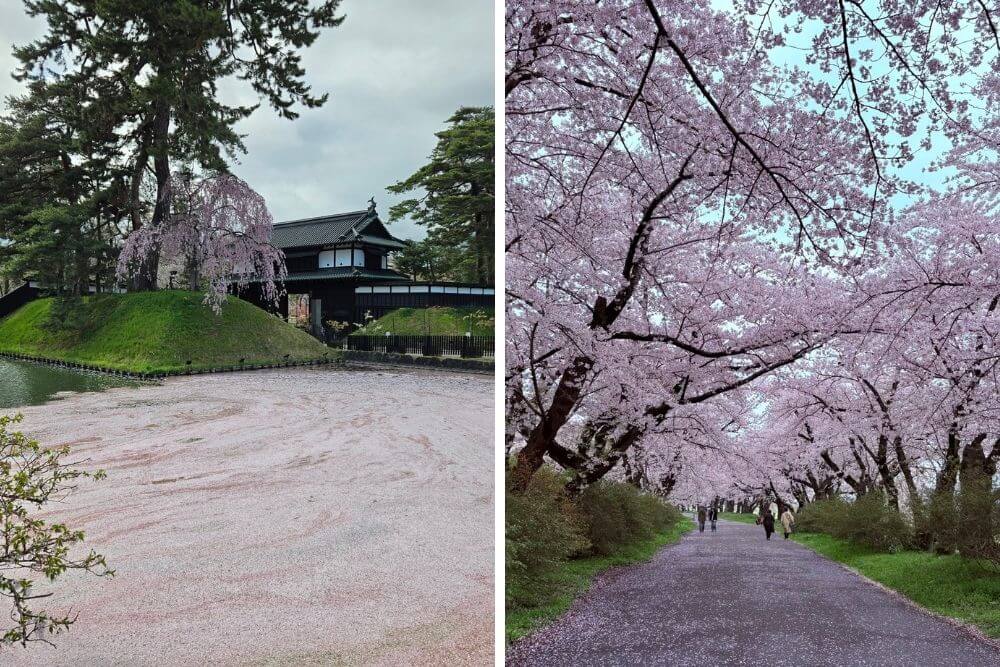 2026 Late Sakura Bloom Projections: Tohoku & Hokkaido
